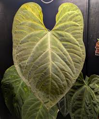 Attēlu rezultāti vaicājumam “Symphyotrichum x salignum leaf”