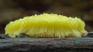 Attēlu rezultāti vaicājumam “Stemonitis flavogenita”