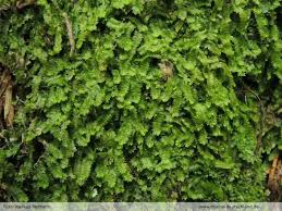 Attēlu rezultāti vaicājumam “Geocalyx graveolens”