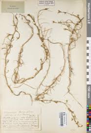 Attēlu rezultāti vaicājumam “Corispermum hyssopifolium”