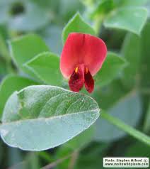 Image result for Lotus tetragonolobus