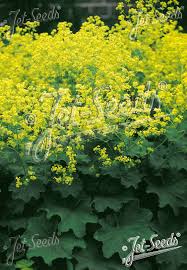 Image result for Alchemilla mollis