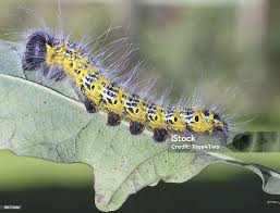 Attēlu rezultāti vaicājumam “Phalera bucephala”