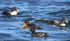 Attēlu rezultāti vaicājumam “Somateria mollissima juvenile”