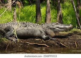 Image result for Alligator mississippiensis