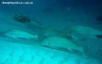 Image result for Argyrosomus japonicus