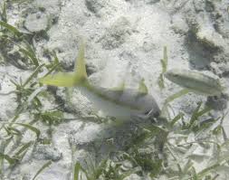 Image result for Ocyurus chrysurus