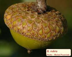 Attēlu rezultāti vaicājumam “Quercus rubra fruit”