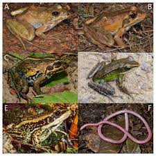 Attēlu rezultāti vaicājumam “Ranidae”