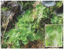 Attēlu rezultāti vaicājumam “Blasia pusilla”