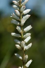 Attēlu rezultāti vaicājumam “Helodium blandowii sporophyte”