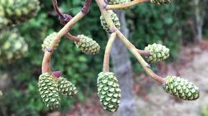 Attēlu rezultāti vaicājumam “Alnus glutinosa fruit”