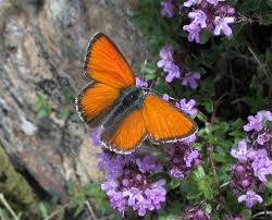 Attēlu rezultāti vaicājumam “Lycaena hippothoe male”