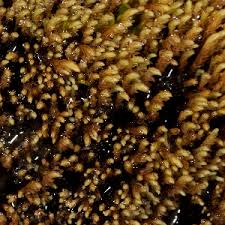 Attēlu rezultāti vaicājumam “Bryum neodamense macro”