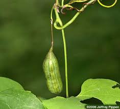 Attēlu rezultāti vaicājumam “Aristolochiaceae”