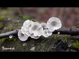 Attēlu rezultāti vaicājumam “Plicaturopsis crispa”