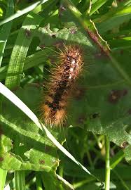 Attēlu rezultāti vaicājumam “Acronicta rumicis”