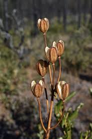 Attēlu rezultāti vaicājumam “Lilium lancifolium bud”