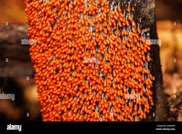 Attēlu rezultāti vaicājumam “Leocarpus sp.”