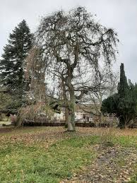 Attēlu rezultāti vaicājumam “Fraxinus excelsior Pendula”