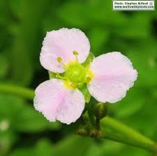 Attēlu rezultāti vaicājumam “Alisma lanceolatum leaf”