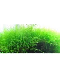 Attēlu rezultāti vaicājumam “Fontinalis antipyretica subsp. gracilis”