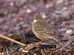 Attēlu rezultāti vaicājumam “Anthus petrosus”