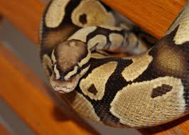 Attēlu rezultāti vaicājumam “Lycogala asperum”