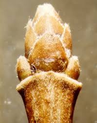 Attēlu rezultāti vaicājumam “Acer tataricum bud”