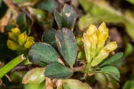 Attēlu rezultāti vaicājumam “Trifolium dubium flower”