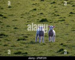 Attēlu rezultāti vaicājumam “Ovis aries juvenile”