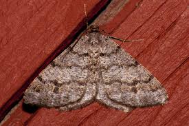 Attēlu rezultāti vaicājumam “Macaria signaria”