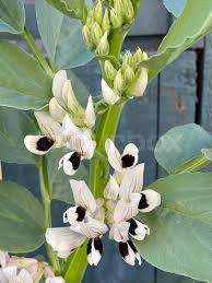 Attēlu rezultāti vaicājumam “Vicia faba flower”