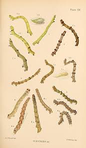 Attēlu rezultāti vaicājumam “Ennomos erosaria”