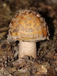 Attēlu rezultāti vaicājumam “Amanita rubescens”