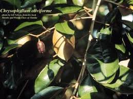 Attēlu rezultāti vaicājumam “Campylium chrysophyllum”