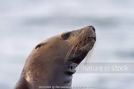 Image result for Eumetopias jubatus