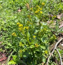 Attēlu rezultāti vaicājumam “Barbarea vulgaris subsp. arcuata flower”