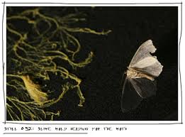 Attēlu rezultāti vaicājumam “Physarum confertum sessile”