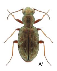 Attēlu rezultāti vaicājumam “Asaphidion pallipes”