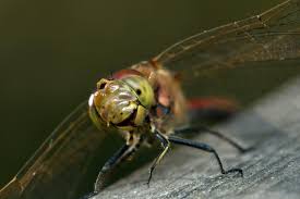 Attēlu rezultāti vaicājumam “Sympetrum vulgatum”