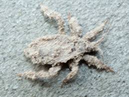 Attēlu rezultāti vaicājumam “Reduvius personatus”