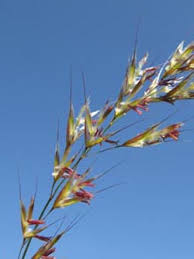 Attēlu rezultāti vaicājumam “Helictotrichon pratense”