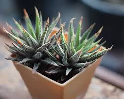 Image result for Haworthia mix
