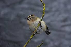 Attēlu rezultāti vaicājumam “Regulus regulus”