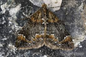 Attēlu rezultāti vaicājumam “Dysstroma truncata”