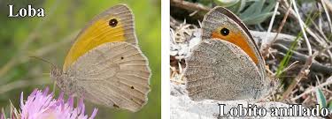 Attēlu rezultāti vaicājumam “Hyponephele lycaon female”