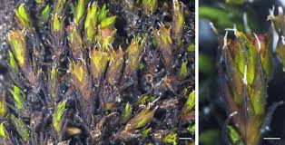 Attēlu rezultāti vaicājumam “Schistidium dupretii”