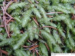 Attēlu rezultāti vaicājumam “Plagiothecium undulatum”