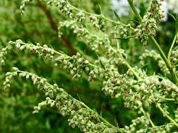 Attēlu rezultāti vaicājumam “Artemisia vulgaris flower”